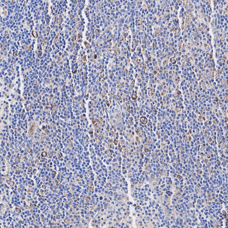 HA751407_4.jpg