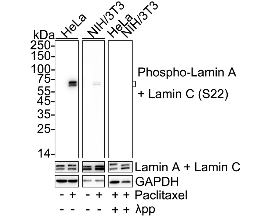 HA751409_1.jpg