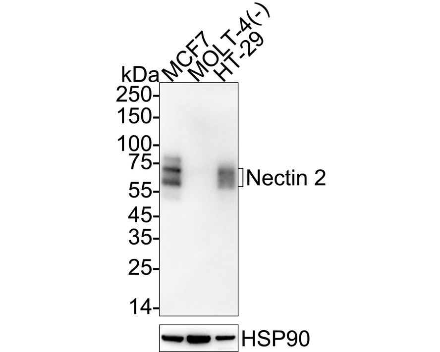 HA751416_1.jpg