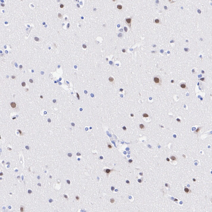 HA751433_2.jpg