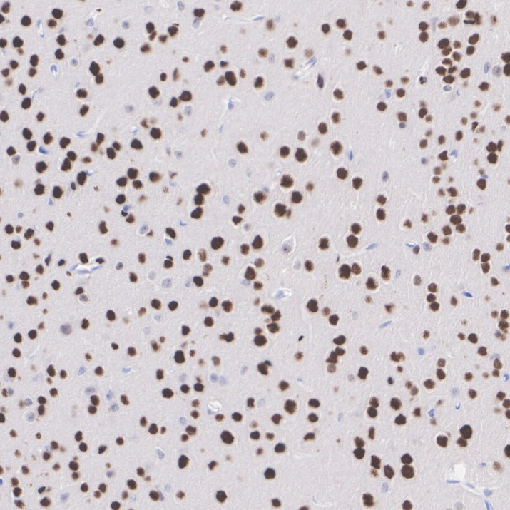 HA751433_4.jpg