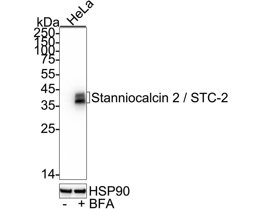 HA751434_2.jpg