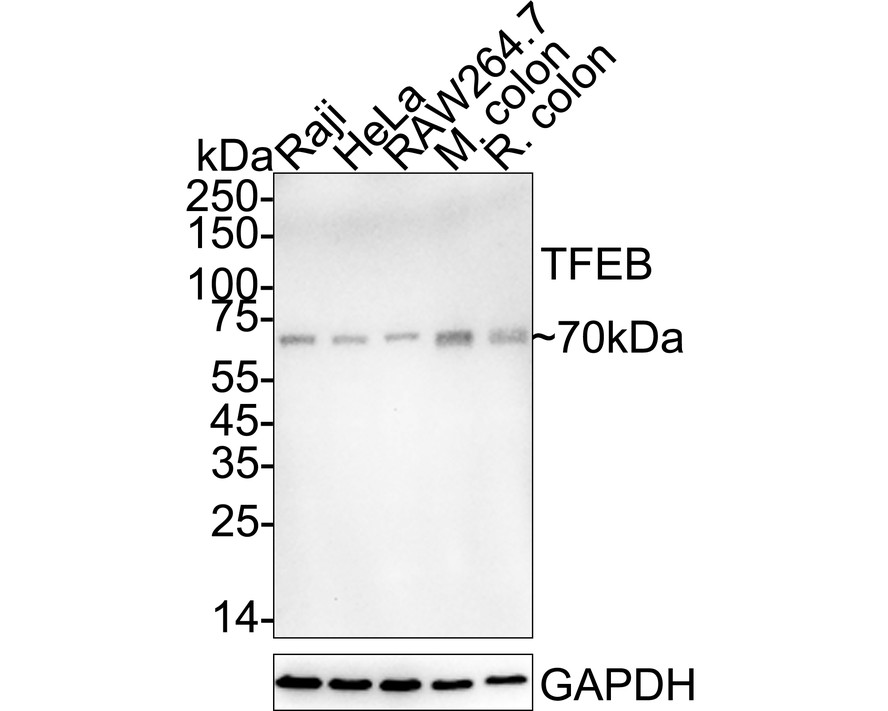 HA751436_1.jpg