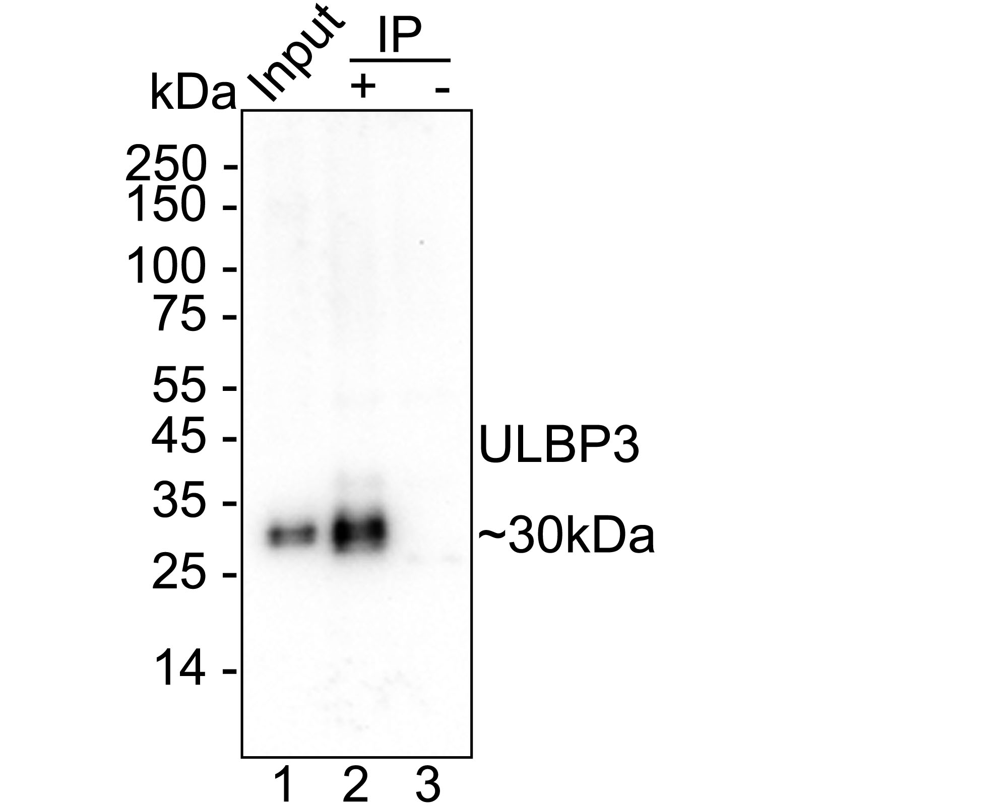 HA751458_4.jpg