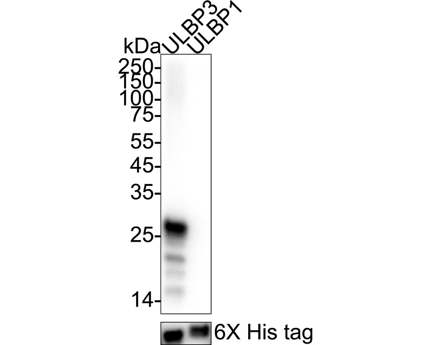 HA751458_5.jpg
