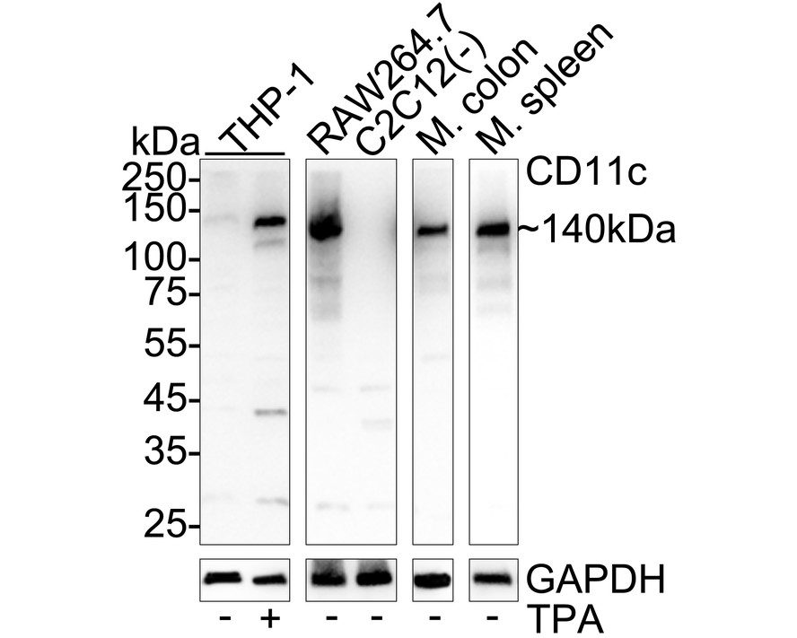 HA751461_1.jpg