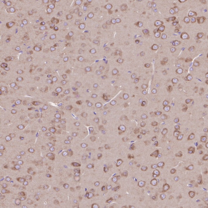 HA751464_5.jpg