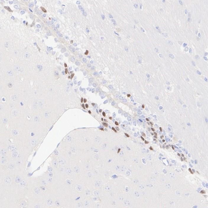 HA751466_1.jpg