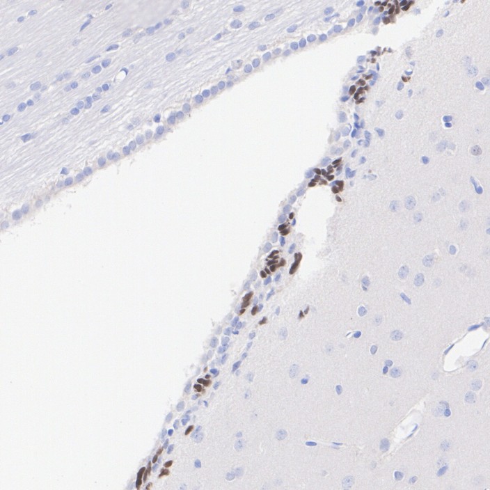 HA751466_3.jpg