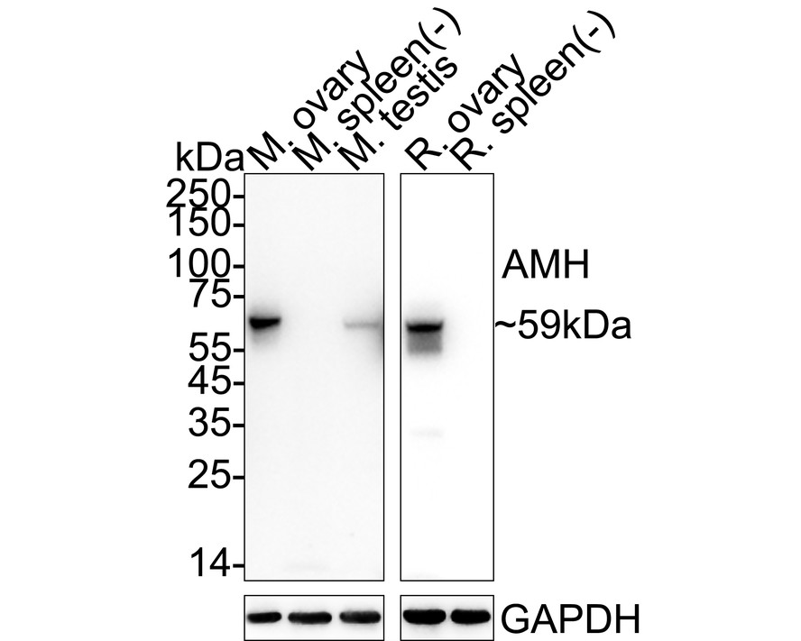 HA751467_1.jpg