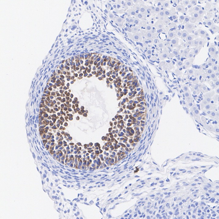 HA751467_5.jpg