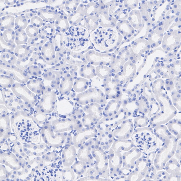 HA751470_4.jpg