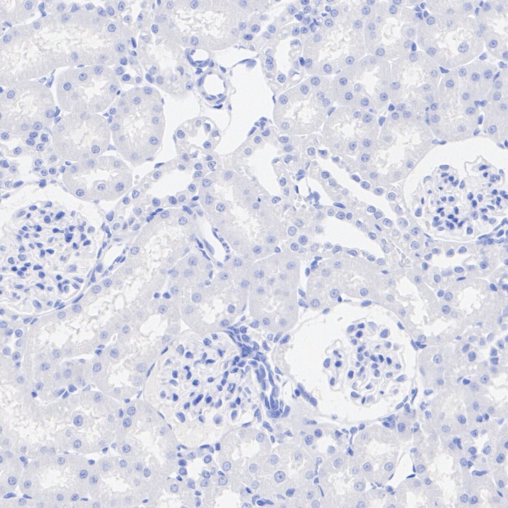 HA751470_6.jpg
