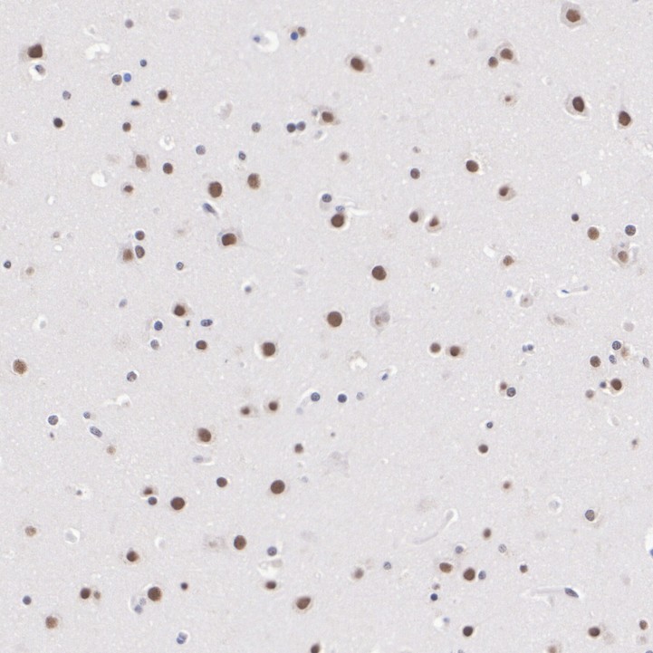 HA751472_4.jpg