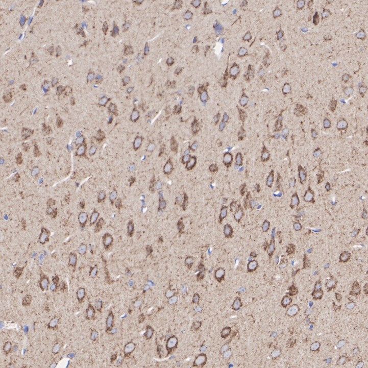 HA751476_6.jpg