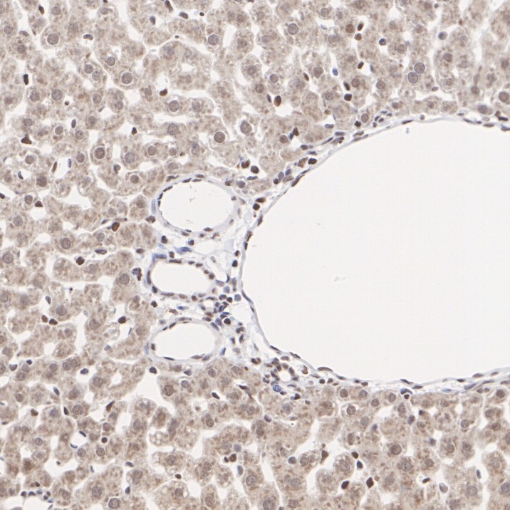 HA751485_12.jpg