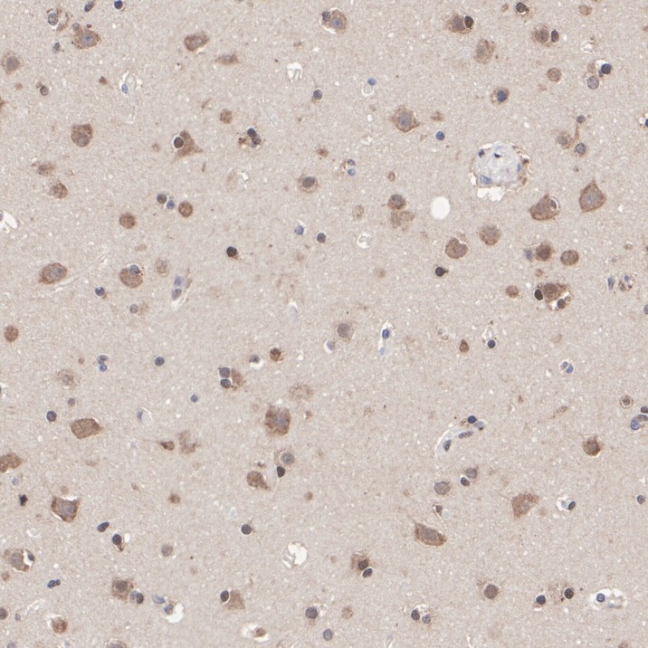 HA751485_5.jpg