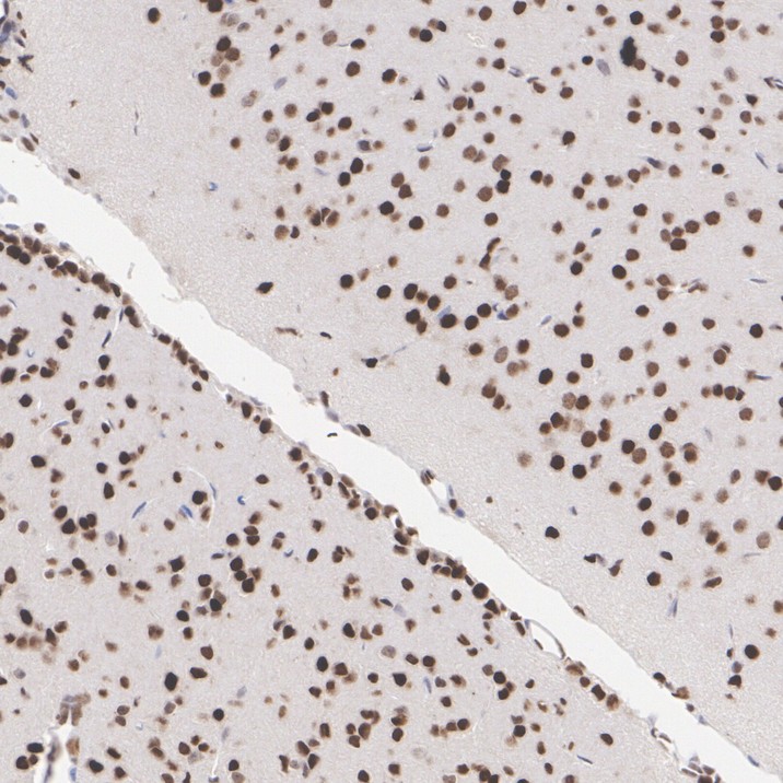 HA751485_7.jpg