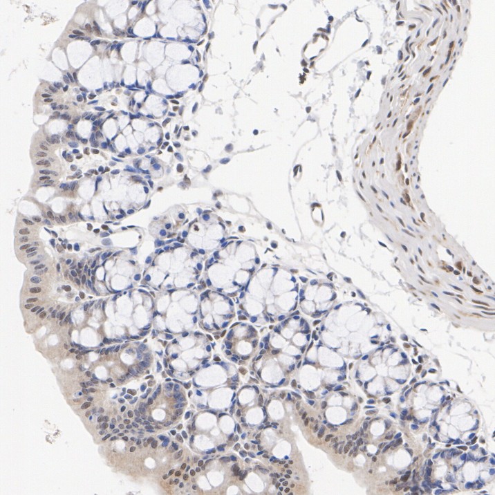 HA751485_8.jpg