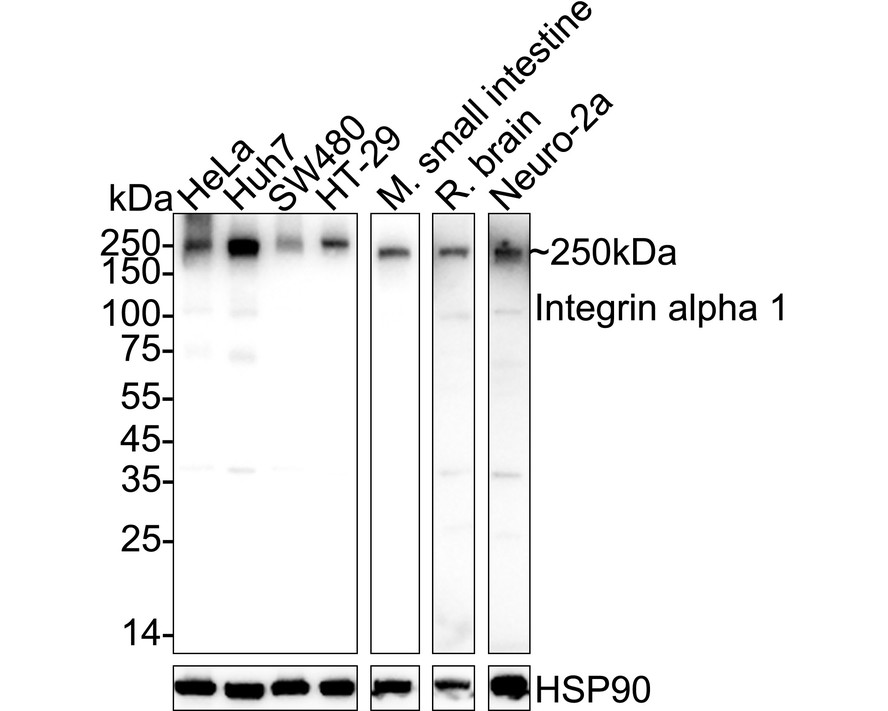HA751500_1.jpg