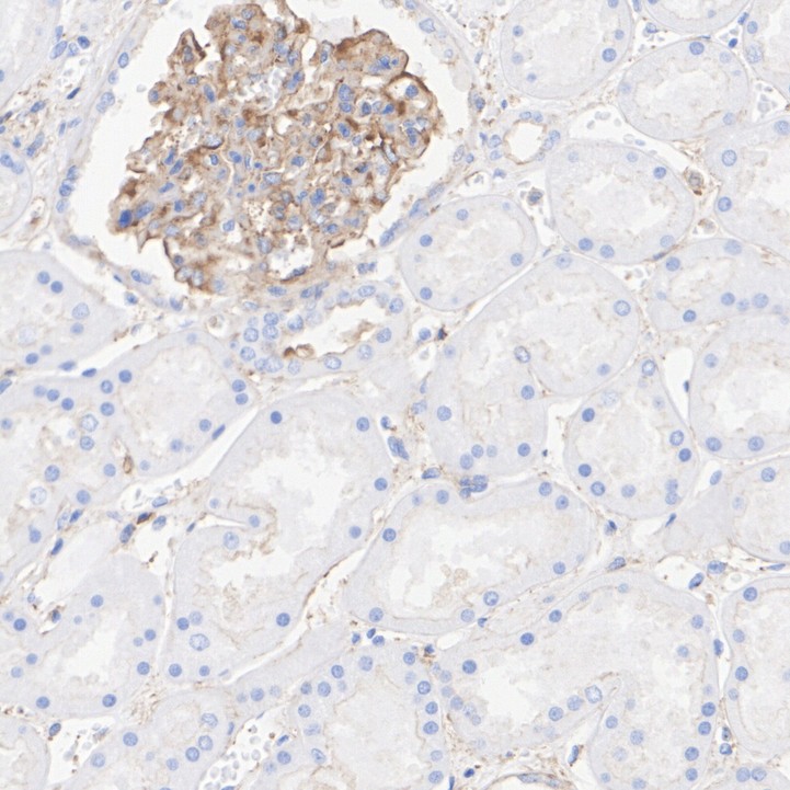 HA751505_2.jpg
