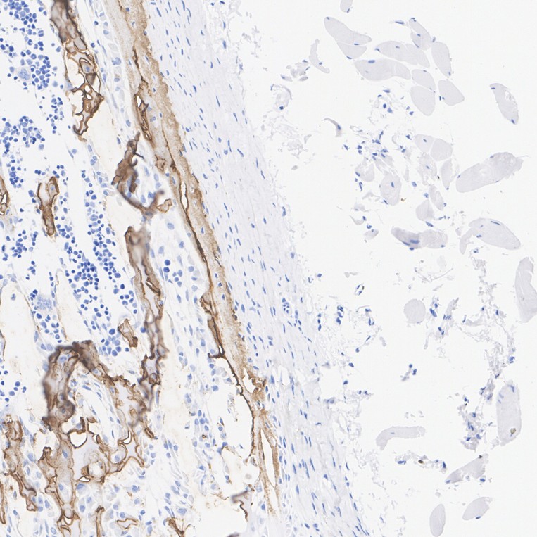 HA751506_1.jpg