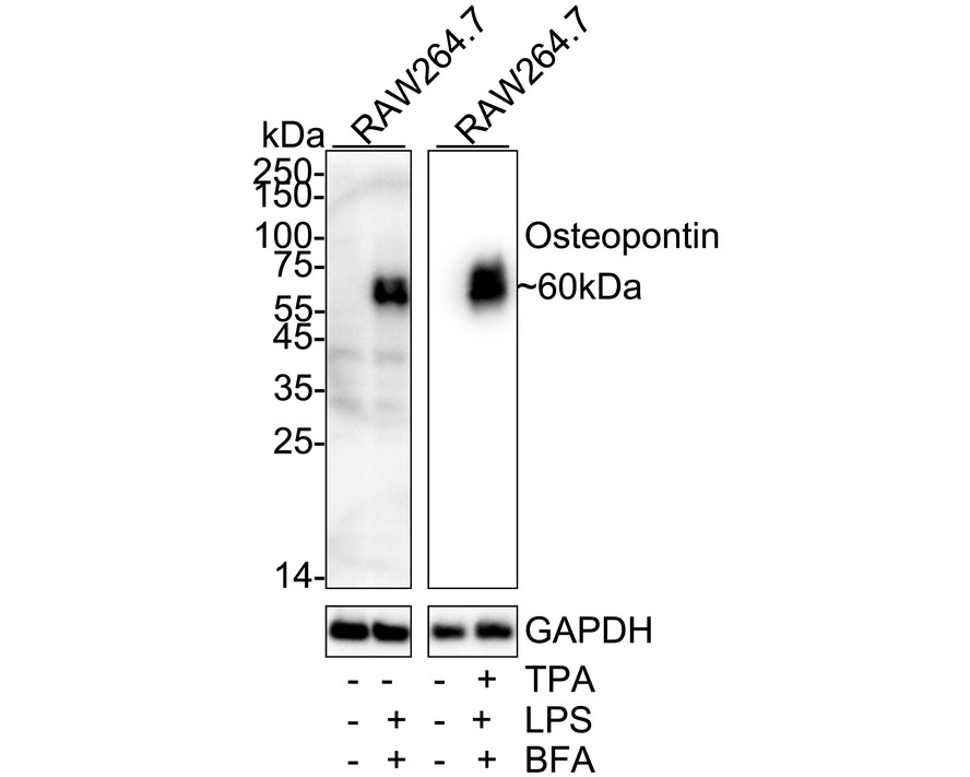 HA751506_4.jpg