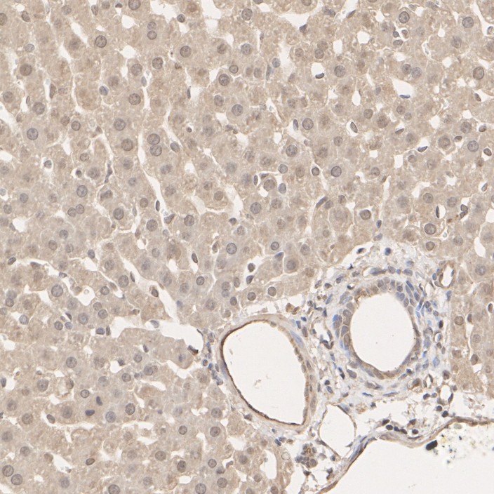 HA751516_14.jpg