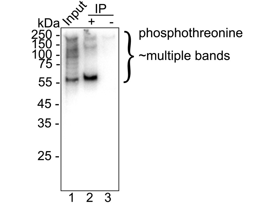HA751516_20.jpg