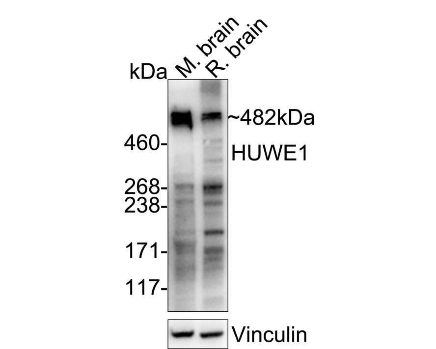 HA751519_2.jpg