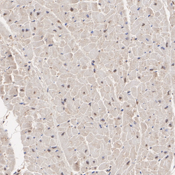 HA751519_4.jpg