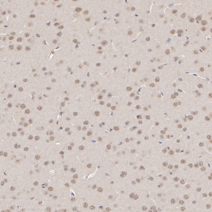 HA751519_5.jpg