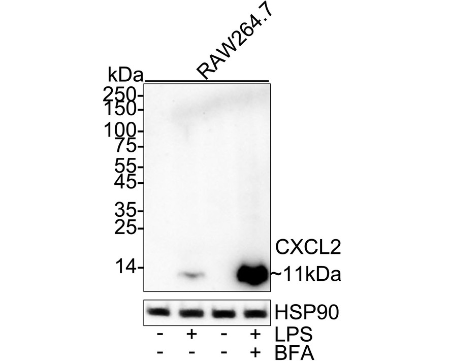 HA751523_1.jpg