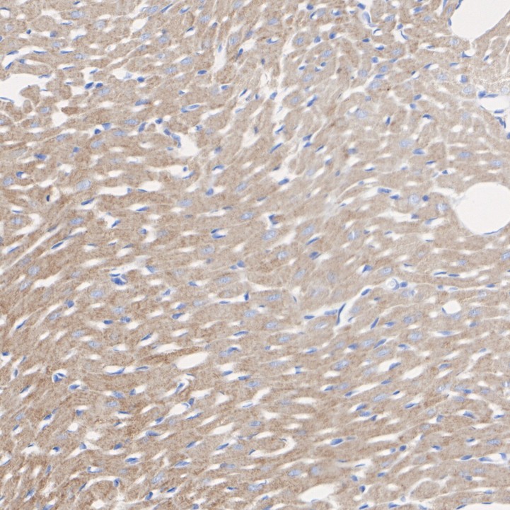 HA751524_7.jpg