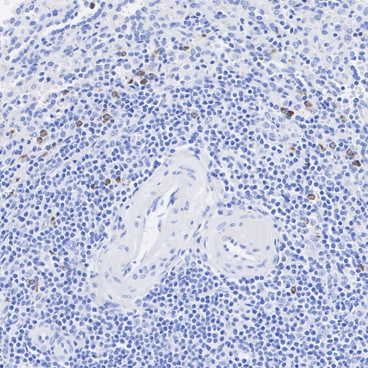 HA751527_3.jpg
