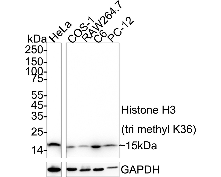 HA751539_1.jpg