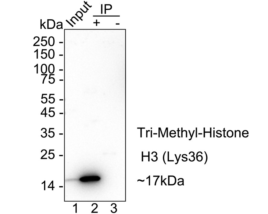HA751539_9.jpg