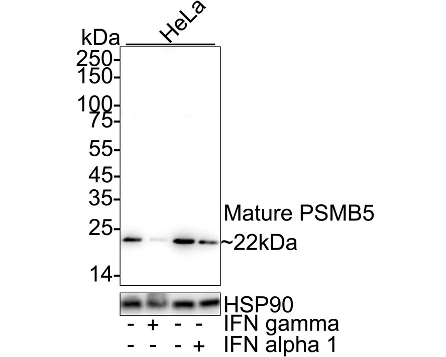 HA751549_13.jpg