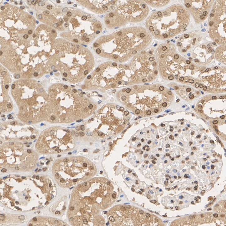 HA751549_5.jpg