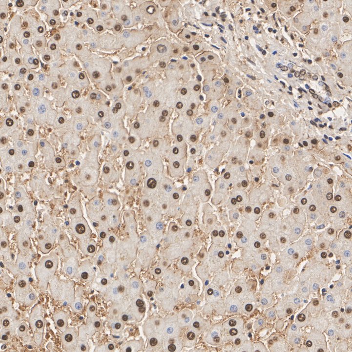 HA751549_6.jpg