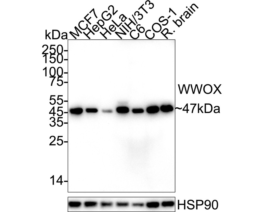 HA751559_1.jpg