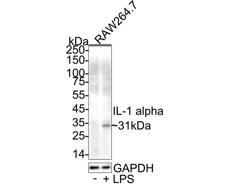 HA751576_1.jpg