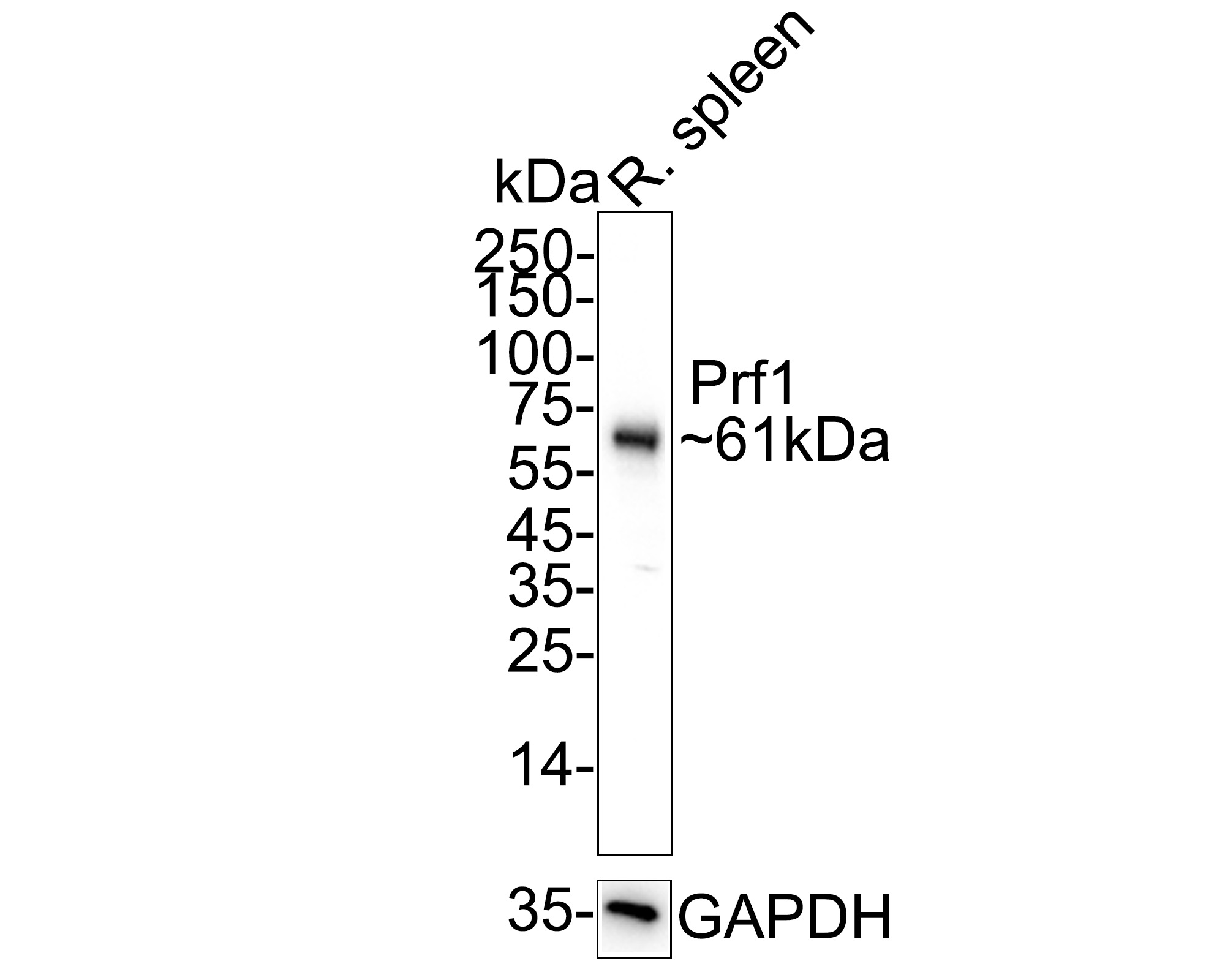 HA751583_3.jpg