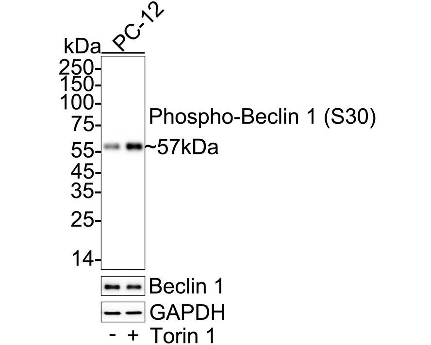 HA751598_1.jpg