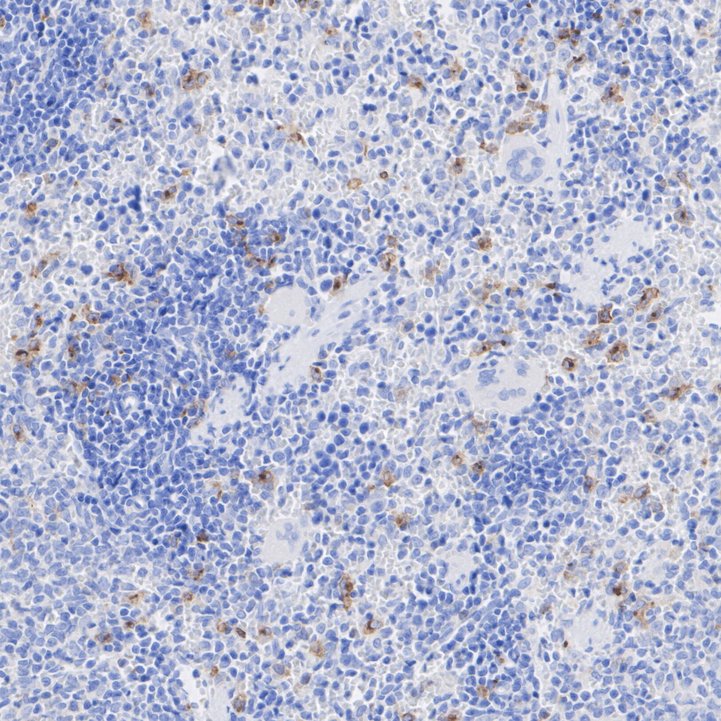 HA751599_5.jpg