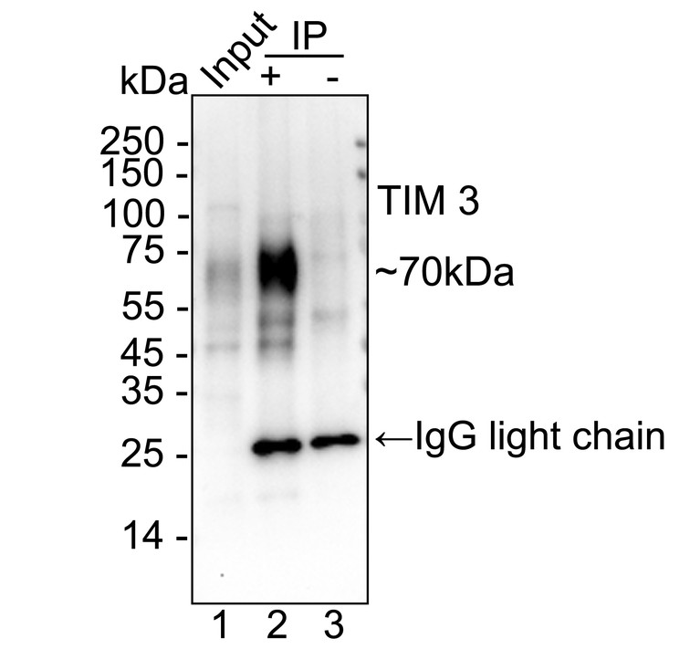 HA751599_7.jpg