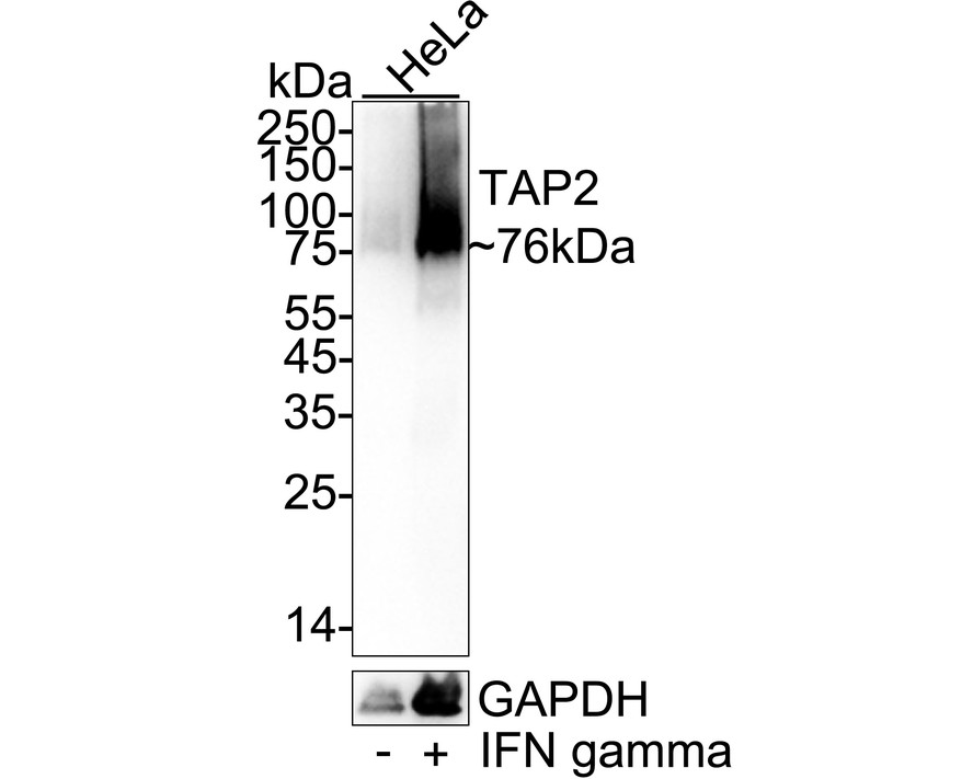 HA751604_2.jpg