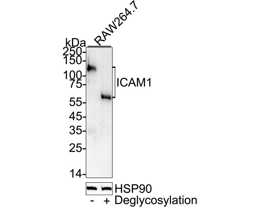 HA751605_2.jpg