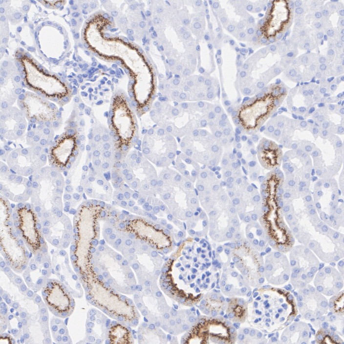 HA751611_6.jpg