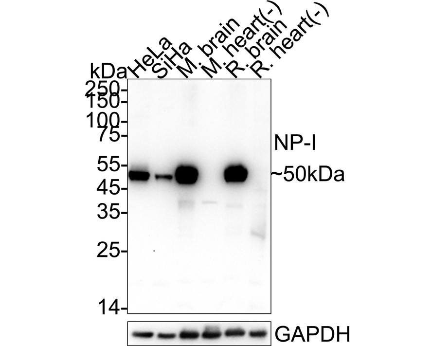 HA751613_1.jpg